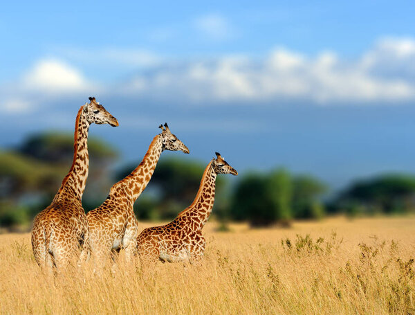 Giraffe in the nature habitat, Kenya, Africa. Wildlife scene from nature. Big animal from Africa