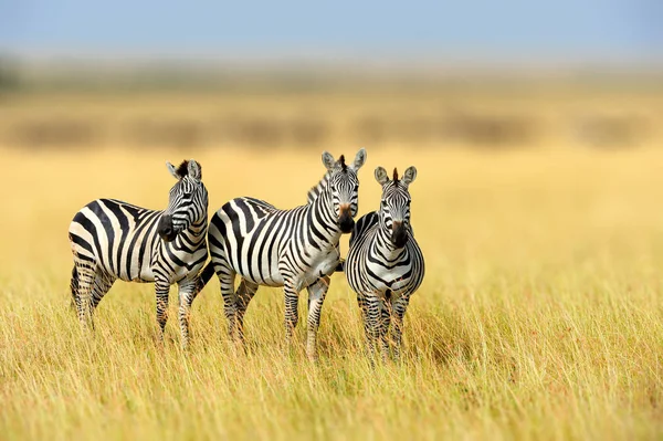 Zebra i gräs natur livsmiljön, National Park i Kenya — Stockfoto