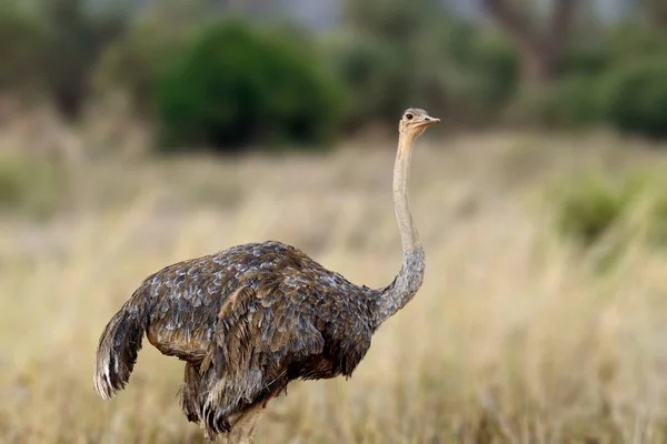 African ostrich, Masai Mara National Park, Kenya. — Stock Photo, Image