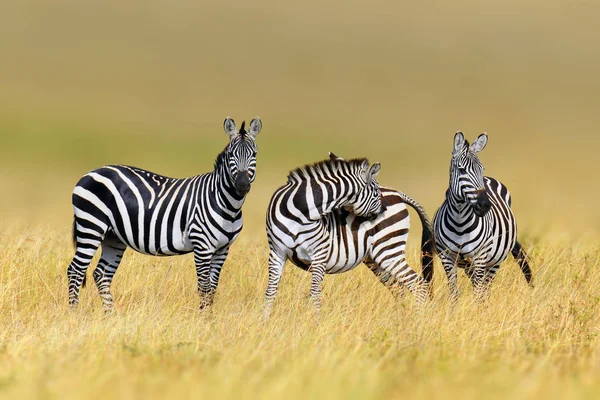 Zebra w siedlisku natura trawa, Parku Narodowego Kenii — Zdjęcie stockowe