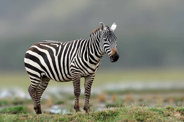 Zebra i gräs natur livsmiljön, National Park i Kenya — Stockfoto