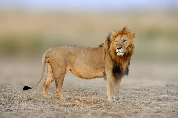 Afrikai oroszlánok, oroszlán, Masai Mara Nemzeti Park, Kenya, Af — Stock Fotó