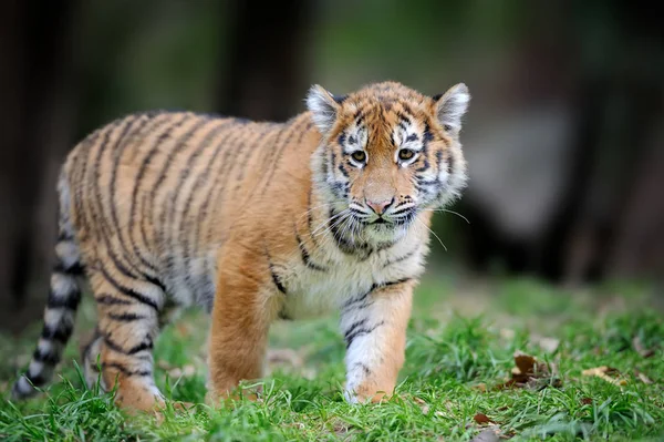 Sibirische Tigris in wunderschönem Lebensraum — Stockfoto