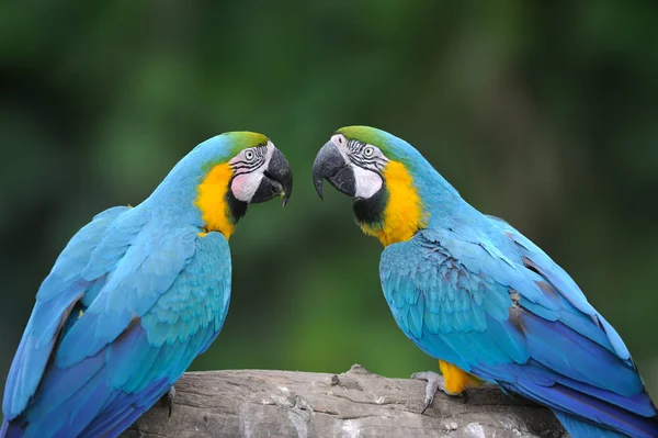 Дикий попугай, голубой попугай Большой-Зеленый ара, Ара двусмысленная — стоковое фото