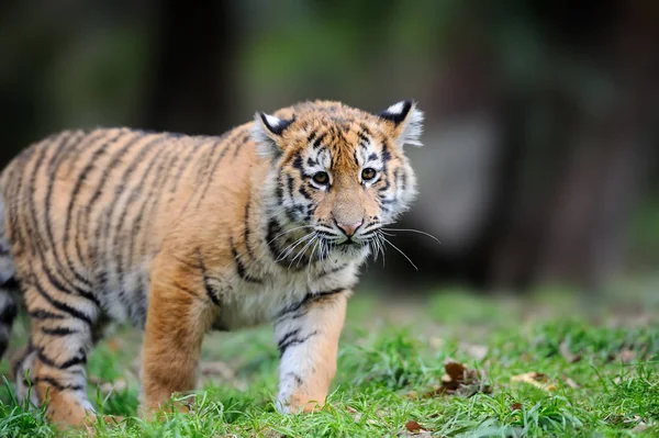 Tigris siberiano en hermoso hábitat —  Fotos de Stock