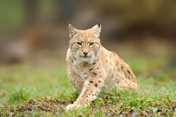 Lynx, Eurasiático gato selvagem andando na floresta no fundo — Fotografia de Stock