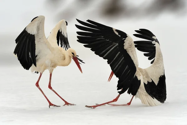 Two white stork in winter — Stock Photo, Image