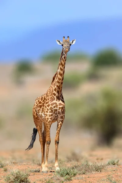 Giraffe in der Natur, Kenia, Afrika — Stockfoto