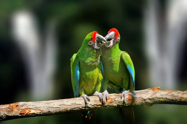 Pájaro loro salvaje, loro verde Guacamayo verde, Ara ambigua —  Fotos de Stock