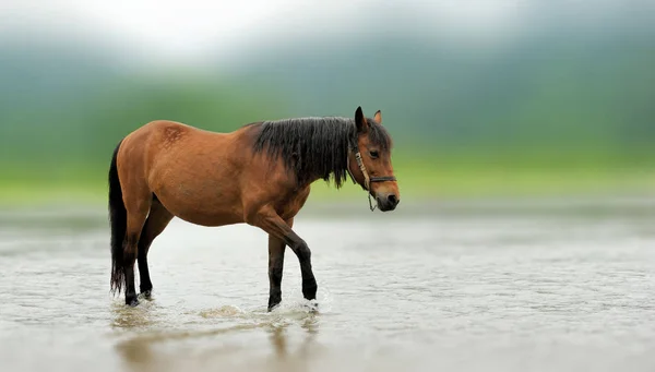 Brązowy koń w rzece — Zdjęcie stockowe