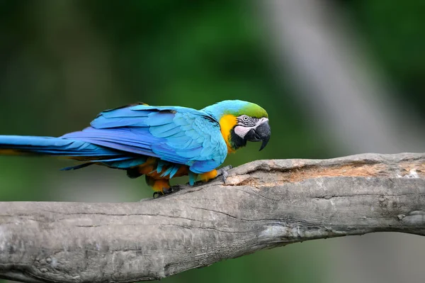 Pájaro loro salvaje, loro azul Guacamayo verde, Ara ambigua — Foto de Stock