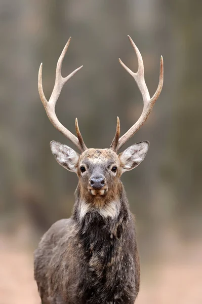 Ciervos en la naturaleza. Vida silvestre escena de la naturaleza —  Fotos de Stock