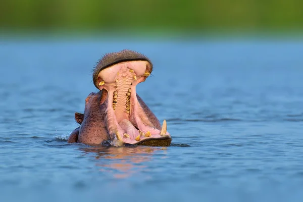 Αφρικανική ιπποπόταμο. Ζώο στον βιότοπο νερό φύση — Φωτογραφία Αρχείου
