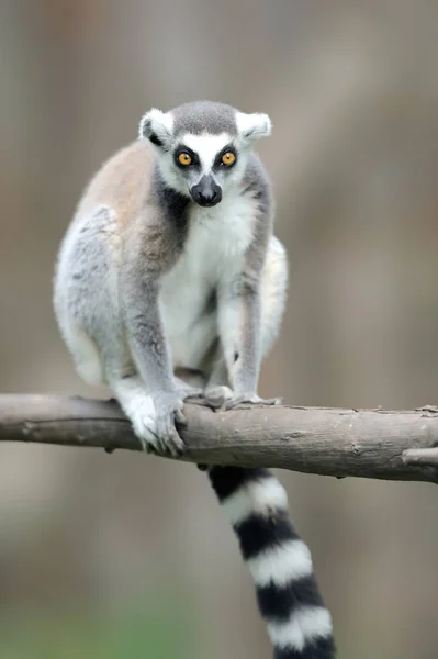 Lemur de cauda anelada, Lemur catta, com fundo claro — Fotografia de Stock