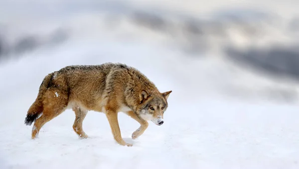 Escena de invierno con animal lobo peligro — Foto de Stock