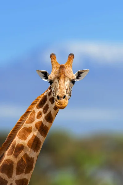 Giraf in de natuur habitat, Kenia, Afrika — Stockfoto