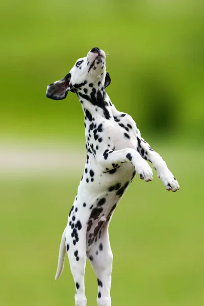 Dalmatiska hund utomhus i sommar — Stockfoto