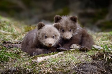 Genç kahverengi ayı ormanda