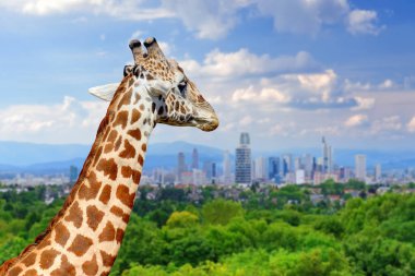 Zürafa arka planda şehir ile