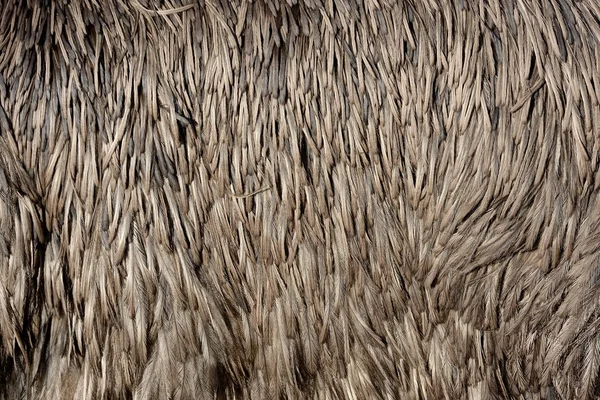 Textura de penas de uma avestruz — Fotografia de Stock