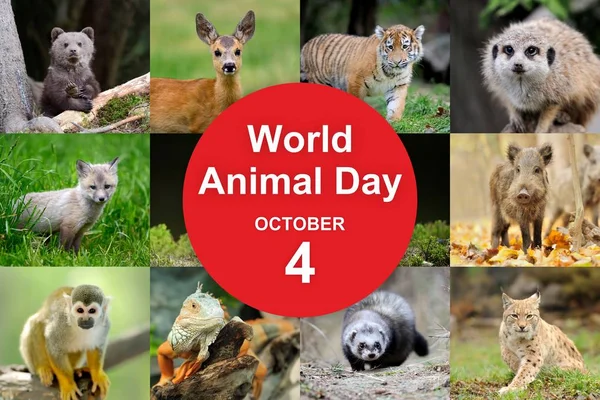 Journée mondiale des animaux — Photo