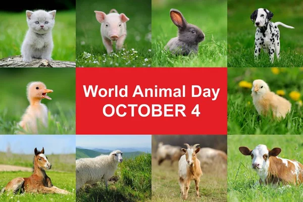 Journée mondiale des animaux — Photo