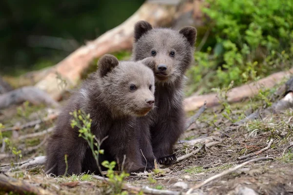 Bruine beer cub — Stockfoto