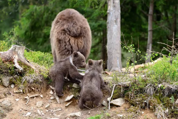 Brun björn och cub — Stockfoto