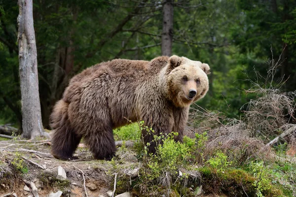 Großer Braunbär im Wald — Stockfoto