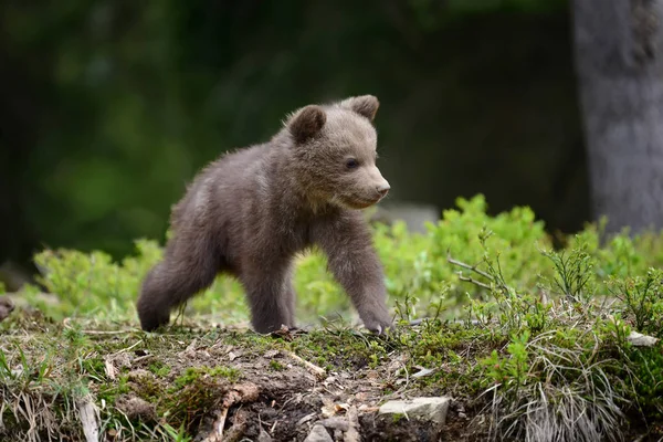 Cucciolo di orso bruno — Foto Stock
