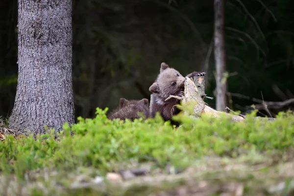 Νέοι καφέ αρκούδα στο δάσος — Φωτογραφία Αρχείου
