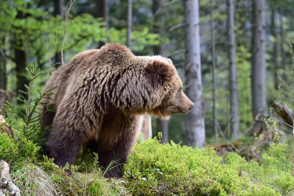 Большой бурый медведь в лесу — стоковое фото