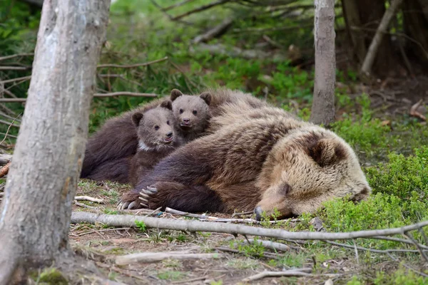 Бурый медведь и детёныш — стоковое фото