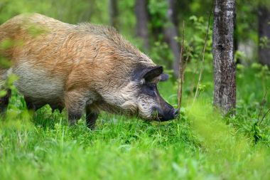 Yaban domuzu ormanda