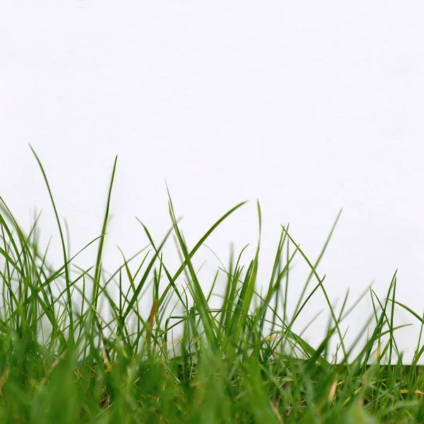 Порожній папір на зеленій траві — стокове фото