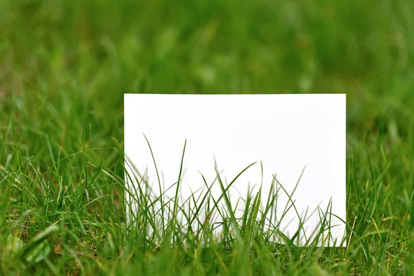 Blanco papier op groen gras — Stockfoto