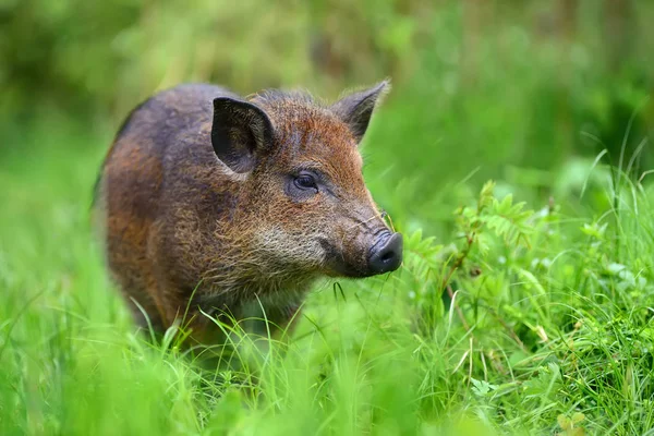 Wild boar on the forest — Stock Photo, Image