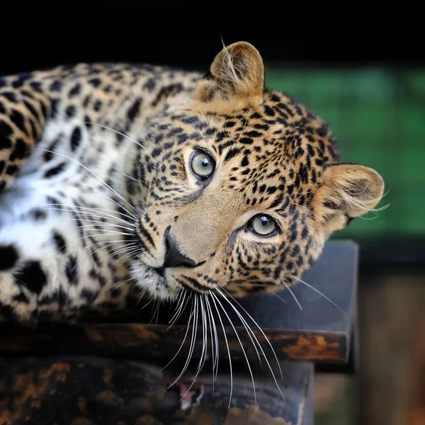Yakın leopar portre