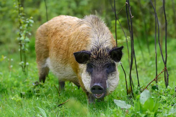 Wildschweine im Wald — Stockfoto