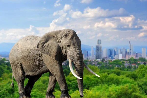 Olifant met de stad op de achtergrond — Stockfoto