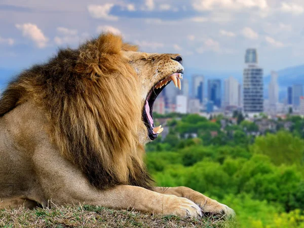 Lion with the city of on the background — Stock Photo, Image