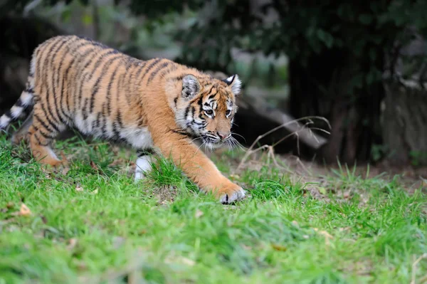 Retrato de um filhote de tigre — Fotografia de Stock
