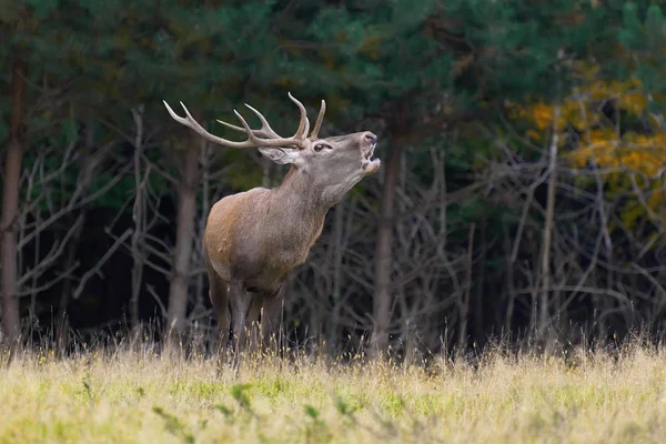 Cerf rouge pendant la saison des amours — Photo