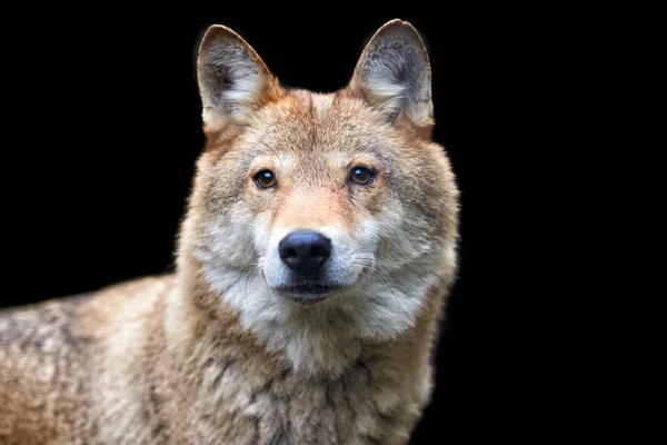 Вовк полювання в лісі — стокове фото