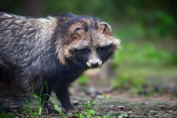 Young wild raccoon — Stock Photo, Image