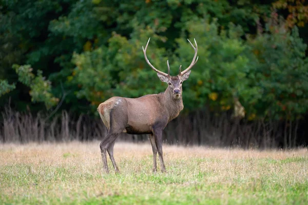 Cerf rouge pendant la saison des amours — Photo