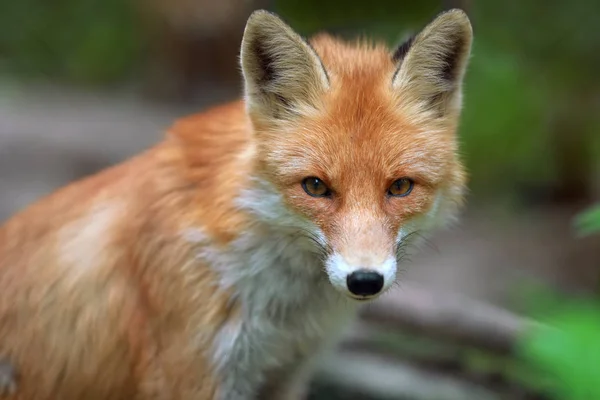 Πορτρέτο του μια κόκκινη αλεπού (Vulpes vulpes) — Φωτογραφία Αρχείου