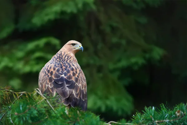 Eagle on branch — Stock Photo, Image