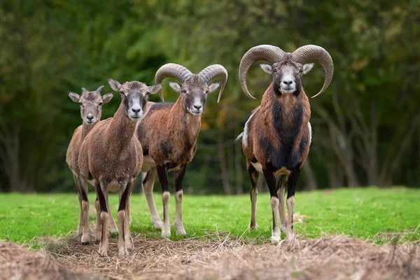 Big european moufflon in the meadow — Stock Photo, Image