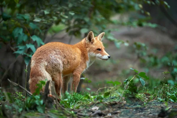 Portrét red Fox (Vulpes vulpes) — Stock fotografie